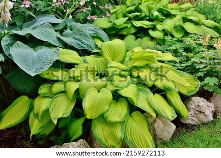 Hosta with green and yellow leaves variety Stained Glass in the garden in summer closeup. Royalty-Free Stock Photo #2159272113