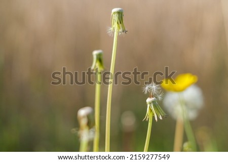 on a dandelion are still few seeds available