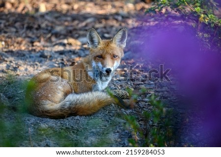 Wild fox laying behind flower