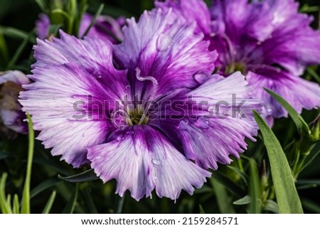 natural pink carnation flowers and soft backround