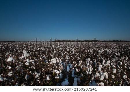 A panoramic view of cotton field