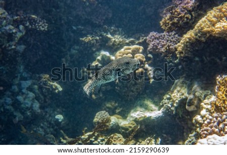 Giant puffer fish. Red Sea, Egypt.  Royalty-Free Stock Photo #2159290639