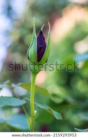 A soft focus of a rose bud at a garden against a blurry background