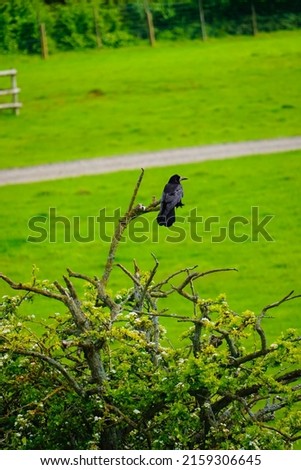 A crow on a tree in the sun