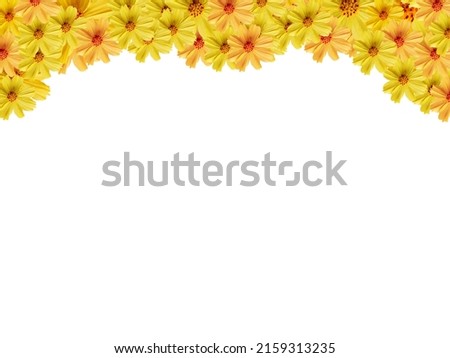 Yellow flowers, Cosmos, Mexican Aster, Yellow Cosmos on a white background.