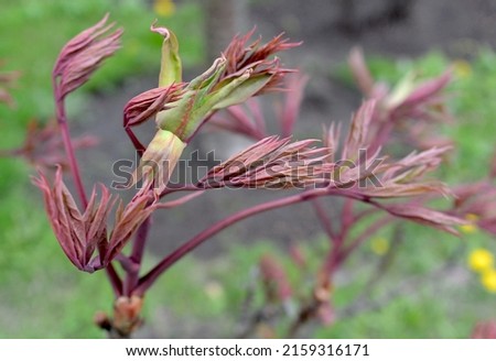 Peony branch with bud in the spring time