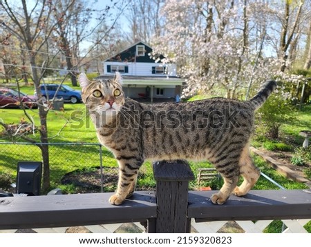 A spotted highland lynx cat standing on a porch railing. Royalty-Free Stock Photo #2159320823