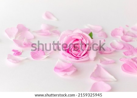 Pink Damask rose buds.Ingredients for natural cosmetics, oils and jams.Isolated on white background.Shallow depth of field