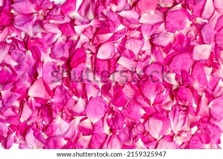 Pink and yellow rose petals with dew drops. Floral background. organic cosmetic concept. Top view, soft focus