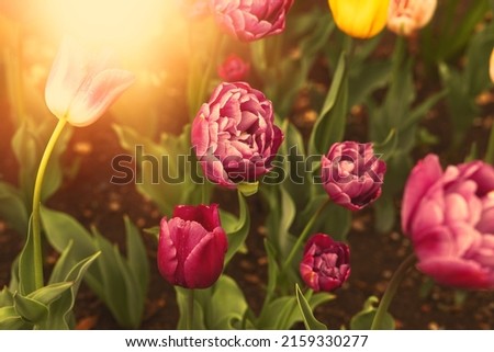 Flowerbed with fresh peonies in city park.Spring season. High quality photo