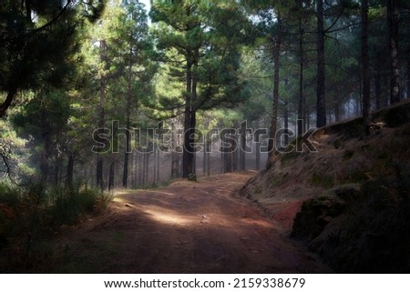 The autumn in a forest in Gran Canaria