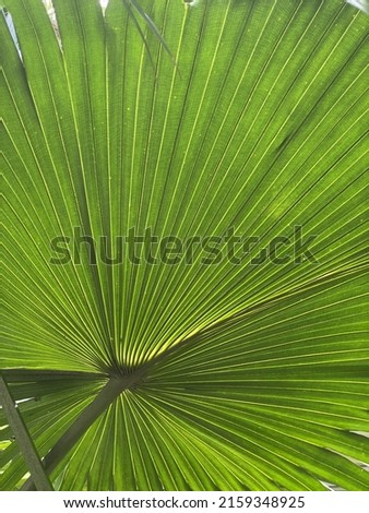 Large Chinese fan palm background