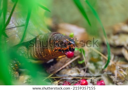 Male three-toed box turtle eating serviceberries Royalty-Free Stock Photo #2159357155