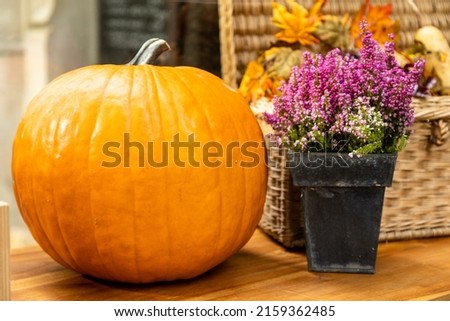 A close-up shot of a pumpkin next to flowers in a pot 