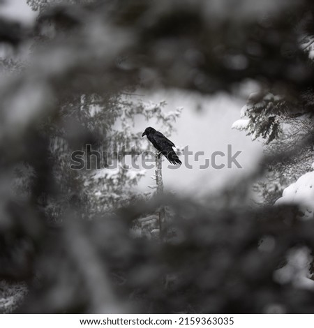 A distant shot of the black crow settled on the branch with the trees on the foreground