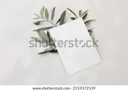 Blank greeting card, invitation mock-up scene with blooming green olive tree leaves, branch isolated on white table background in sunlight. Ligts and shadows. Summer Mediterranean flat lay, top view.