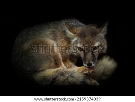 A polar fox at a zoo on a dark background Royalty-Free Stock Photo #2159374039