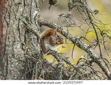 A red squirrel sitting on a tree branch feeding on a pinecone seed 