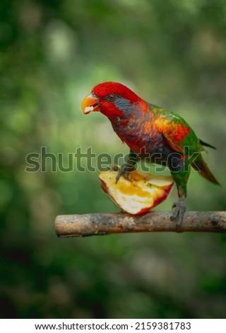 CloseUp Of Parrot Perching On Branch