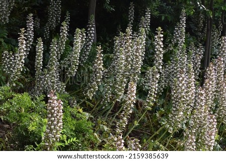 A closeup of tiny Acanthus flowers on long green stems against trees