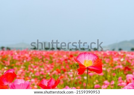Pictures of poppy gardens in pink and red.
