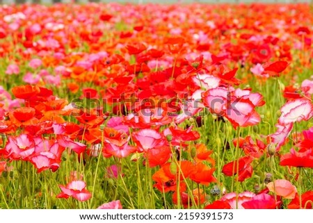 Pictures of poppy gardens in pink and red.