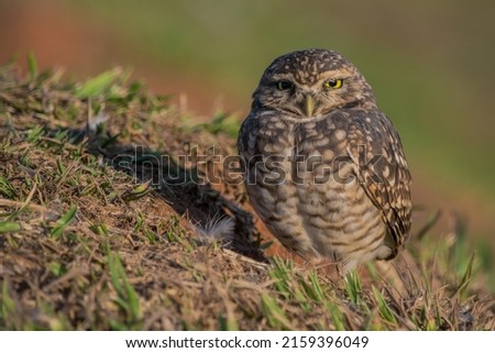 Burrowing Owl (Athene cunicularia) on the ground
