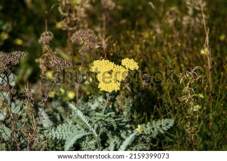 A close-up shot of a yellow yarrow flower in the garden on a sunny day on a blurred natural background