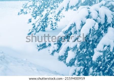 Frozen winter forest with snow covered trees. outdoor