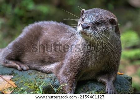 Otter close up portrait shot