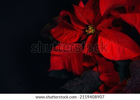 A closeup Detail shot of a Poinsettia red plant with dark background Royalty-Free Stock Photo #2159408907