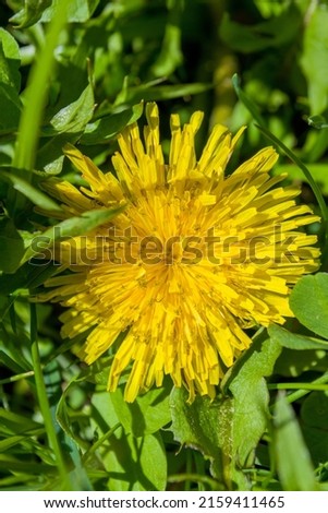 Close portrait view to Yellow dandelion. High quality photo