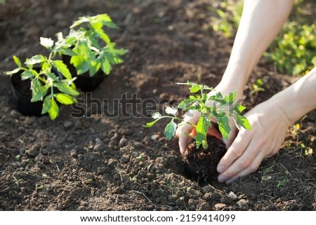 hands planting tomato seedling on garden Royalty-Free Stock Photo #2159414099
