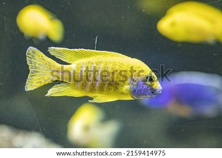 A closeup of a yellow Aulonocara swimming in an aquarium with a flo