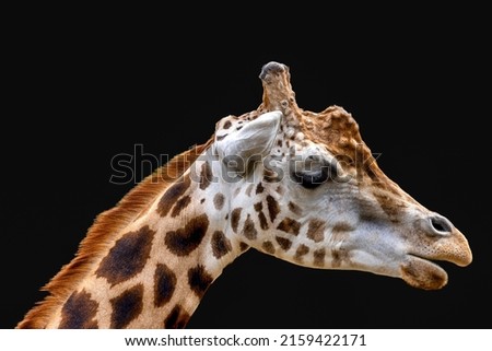 A closeup shot of a giraffe isolated on black background