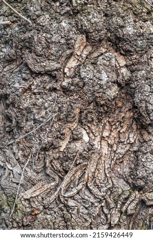 Poplar tree bark with wooden texture nature background. Texture of the bark of old poplar tree. Cracked bark, embossed texture of the poplar Royalty-Free Stock Photo #2159426449