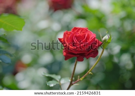 Red roses in the rose garden in early summer.