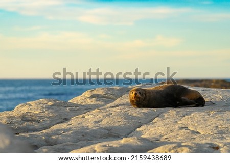 New Zealand fur seal on rock lazing and catching sunrise.