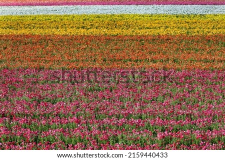 A colorful flower field background.