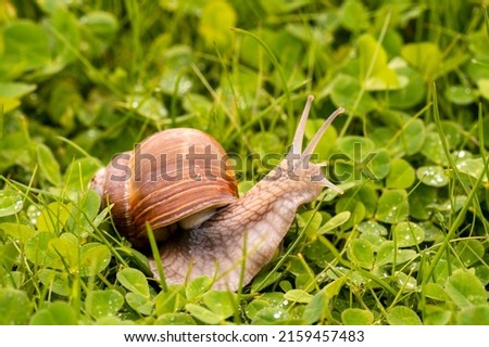 Snail gliding on the wet grass texture. Large mollusk snail with light brown striped shell.  Royalty-Free Stock Photo #2159457483