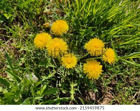 Yellow dandelions on a background of juicy, green grass. Thistle flower on a green grassy meadow. Photo in sunny weather on a summer lawn.