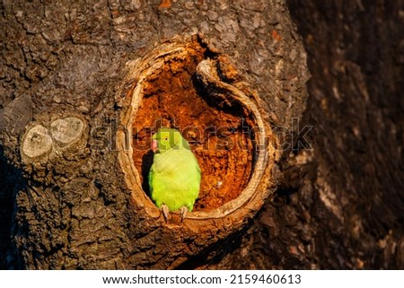 Ring-necked Parakeet on the edge of its nest in the warm morning sun in London