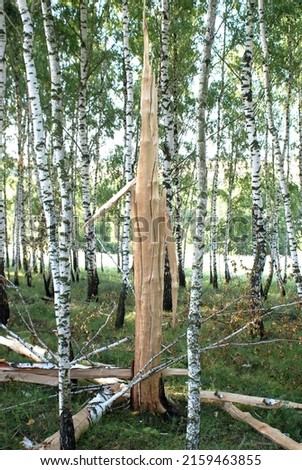July 17, 2009. Birch forest. The result of lightning hitting a tree.