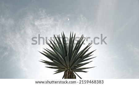 Palm tree and a waxing crescent moon with a lunar futuristic color grade