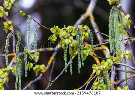 Spring time. Flowering birch branch with birch catkins. Close-up of birch catkins. Spring allergy concept