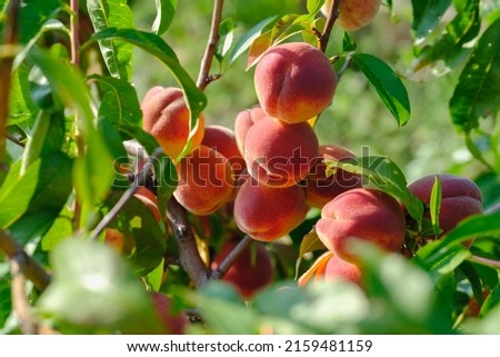 Peaches growing on a tree. Fresh peach tree Royalty-Free Stock Photo #2159481159