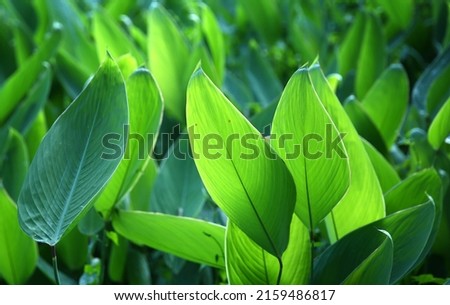 Close up of plant leaves nature background. Nature background of plant leaves. Plant leaves nature background