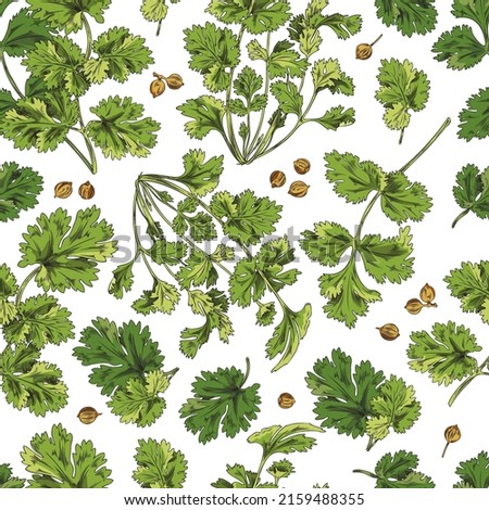 Seamless pattern, green coriander branches and leaves, vector sketch illustration. Pattern for textiles, green coriander packaging. Sketch pattern botanical with green coriander Royalty-Free Stock Photo #2159488355