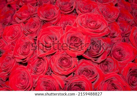 background, texture of red roses. a large number of scarlet rose buds for the whole picture., top view.