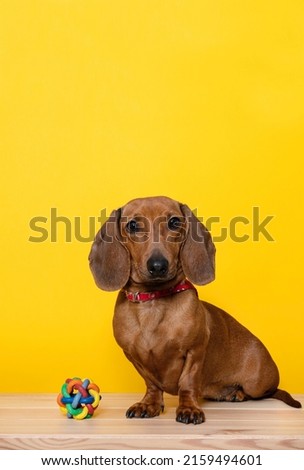 A hunting dog of the dachshund breed sits next to a wicker rubber ball on a yellow background of a photo studio and carefully looks into the camera.